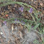 Verbena lasiostachys Yeri