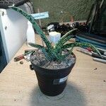 Gasteria obliquaΣυνήθη χαρακτηριστικά