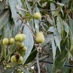 Sapindus saponaria Fruit