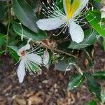 Capparis micracantha Цвят