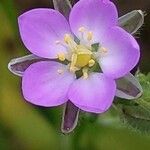 Spergularia rubra Flower