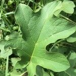 Solanum robustum Lapas