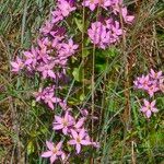 Sabatia angularis Květ