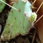 Opuntia ficus-indicaBlatt