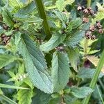 Scrophularia auriculata Blad