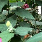 Abutilon spp. Natur