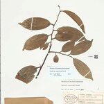 Guatteria maypurensis Blad