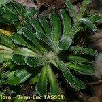 Saxifraga mutata Hostoa