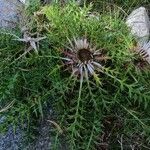 Carlina acaulis Blatt