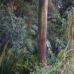 Eucalyptus deglupta Bark