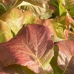 Rodgersia podophylla Blad