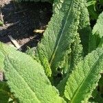 Salvia pratensis Leaf