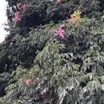 Ceiba speciosa Fleur