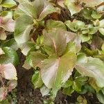 Acalypha wilkesiana Jani