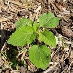 Physalis heterophylla Lehti