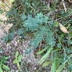 Dorycnium pentaphyllum Лист