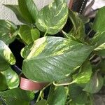 Epipremnum aureum Hoja