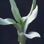 Ornithogalum pruinosum Hoja