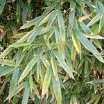 Phyllostachys sulphurea ഇല