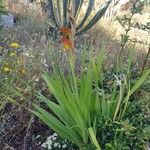 Gladiolus dalenii Frunză