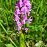 Dactylorhiza incarnataFlower