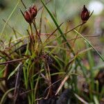 Juncus duthiei Habitat