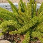 Asparagus densiflorus Leaf