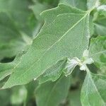 Chenopodium quinoa Leaf