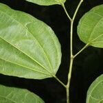 Cleidion castaneifolium Leaf