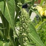 Verbascum lychnitis Blomma