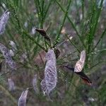 Cytisus scoparius Fruit