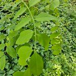 Robinia viscosa Blad