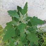 Chenopodium ficifoliumЛіст