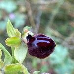 Ophrys passionis 花