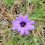 Catananche caeruleaFiore