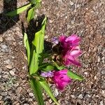 Curcuma alismatifolia叶