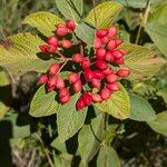 Viburnum lantanaFrucht