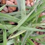 Hypoxis baurii Leaf