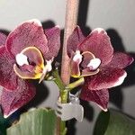Dendrobium virotii Цветок