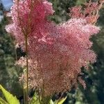 Filipendula rubra Flor