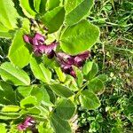 Vicia serratifolia Цветок
