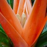 Freycinetia arborea Flower