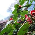 Rhododendron thomsonii Otro