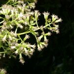 Ortizacalia austin-smithii Kvet