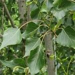 Populus nigra Leaf