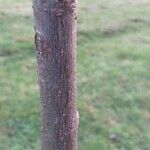 Salix exigua Corteccia
