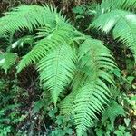 Polystichum aculeatum Likasa