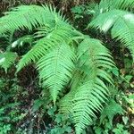 Polystichum aculeatum Blad