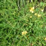 Barleria prionitis Habitus