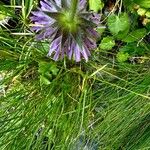 Knautia longifolia Bloem